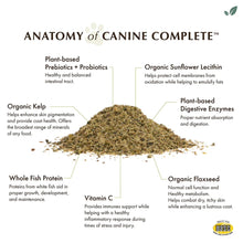 anatomy of canine complete