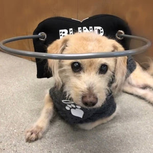 a blind dog laying on the floor wearing a black blind dog halo