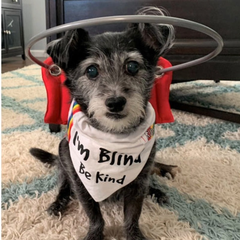 I am clearance blind dog bandana