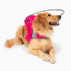 a golden retriever wearing a pink blind dog halo in white background