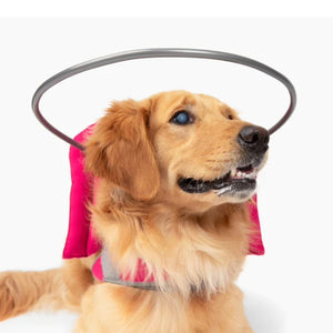 a golden retriever wearing a pink blind dog halo in white backgroundv