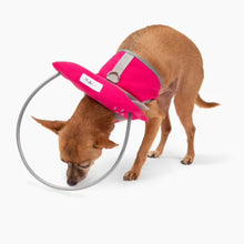 a chihuahua wearing a pink blind dog halo in white background 