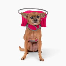 a chihuahua wearing a pink blind dog halo in white background