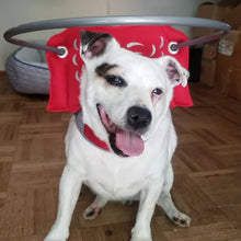a cute white dog sitting on a wooden floor wearing a red blind dog halo 