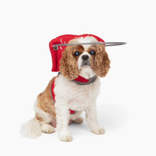 A blind fluffy dog wearing a red blind dog halo in white background