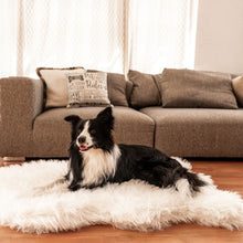 A border collie in front of a grey couch with pillow laying on a polar white furry dog bed