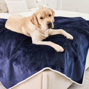 A labrador retriever on the edge of a white bed laying on top of a waterproof blue velvet dog blanket