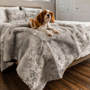 A cavalier king charles spaniel on bedroom laying on a waterproof light grey dog blanket and some pillows on the background