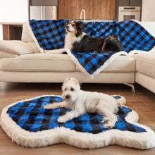An Australian Shepperd laying on a white sofa with blue and black checkered pattern dog blanket and a white terrier on the floor laying on a furry blue and black checkered pattern dog bed 
