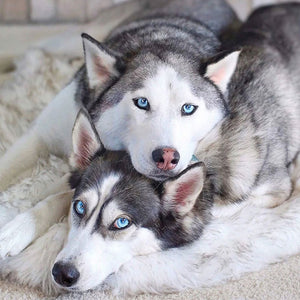 Two siberian huskies sharing a white furry orthopedic dog bed with brown accents