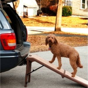 a toy poodle getting on a car through a chocolate colored dog ramp outdoors