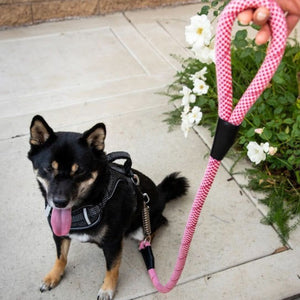 a black dog sitting next to a flower wearing a candy cane colored reflective dog leash