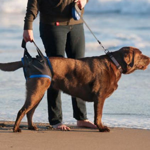 a labrador walking on the beach wearing Walkabout Back End Harness next to its owner