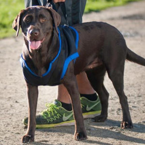 A labrador sticking his tongue out wearing a blue Walkabout Front End Harness standing next to his owner wearing a green shoes