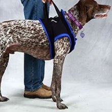 a side view image of a dalmatian wearing a blue Walkabout Front End Harness being held by its owner