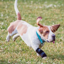 A running beagle on the grass wearing Walkabout Carpal Support Brace
