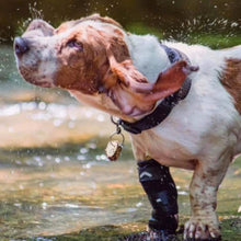 A wet beagle drying himself wearing Walkabout Carpal Support Brace and a collar with a wooden pendant