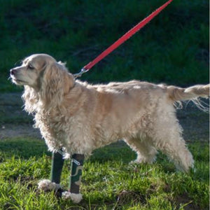 A clumber spaniel standing mighty on the grass wearing a pair of Camo Walkabout Compression Sleeve being held by a pink leash