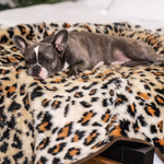 A small, gray French Bulldog puppy lays on a luxurious, plush faux leopard print blanket. The puppy has its head resting on the blanket and looks relaxed and content.