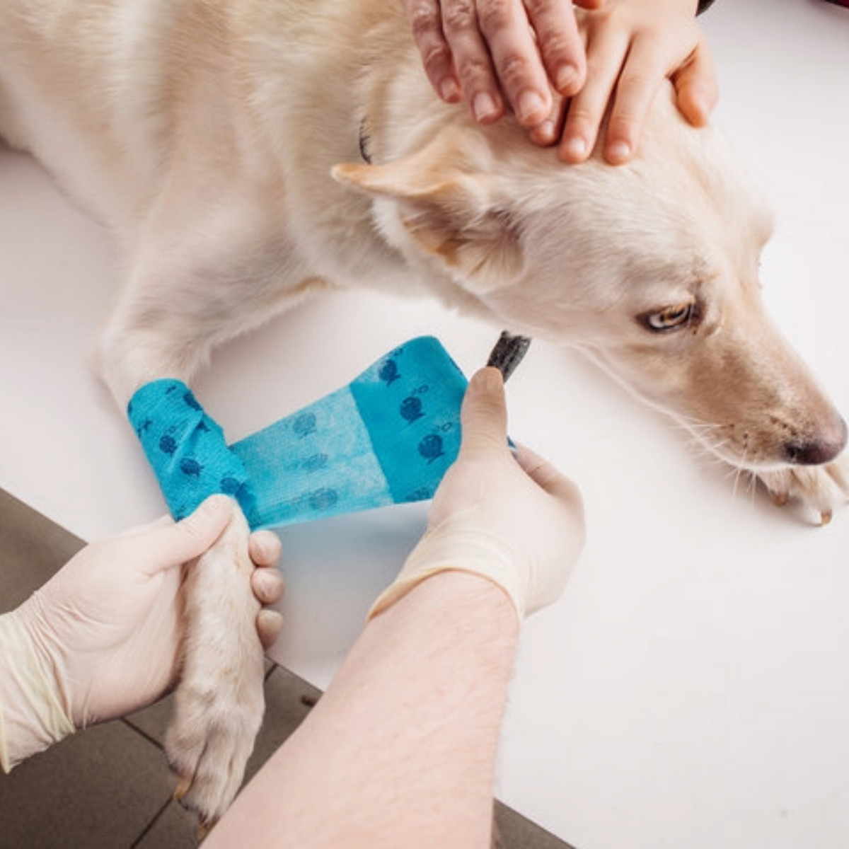 Dog Injury Prevention: Tips and Strategies to Keep Your Dog Safe and S
