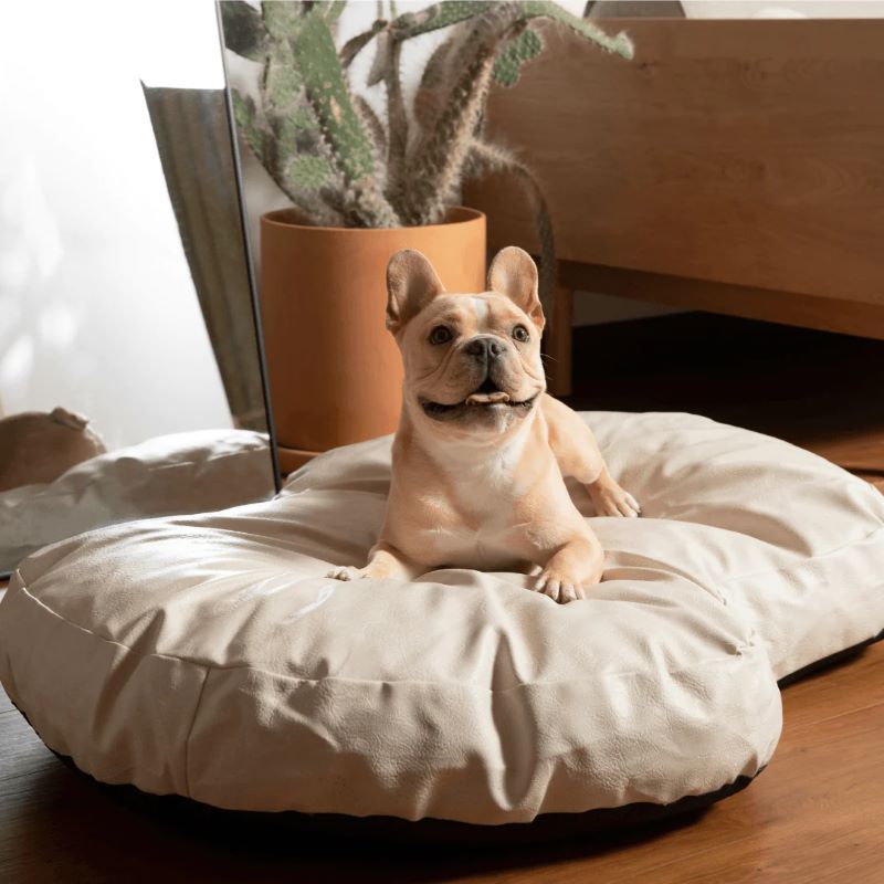 a french bulldog laying on a cream colored dog bed next to a pot with a cactus plant 