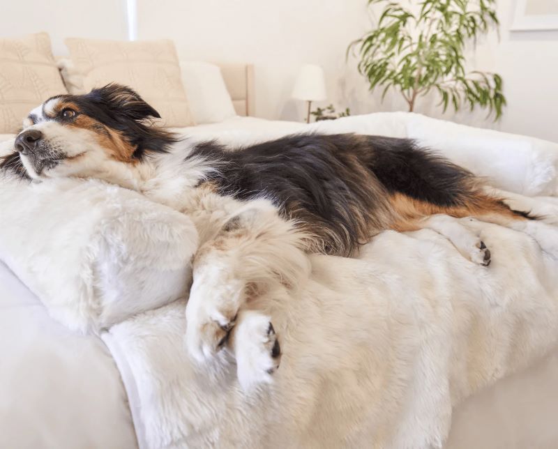 an australian sheppered laying on the white bed on a whtie dog couch lounger in an all white bedroom setting 