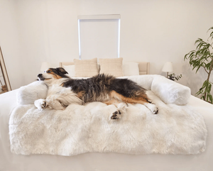 an australian sheppered laying on the white bed on a whtie dog couch lounger in an all white bedroom setting