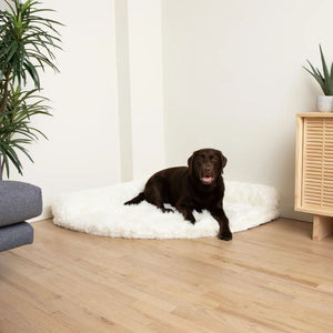 a black labrador siting  on white furry dog bed on the corner of the house in between of a couch and a wooder drawer with plants on them