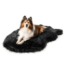 a border collie laying on a black fluffy dog bed with white background 