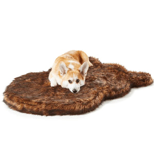 a corgi laying a brown fluffy dog bed with white background 