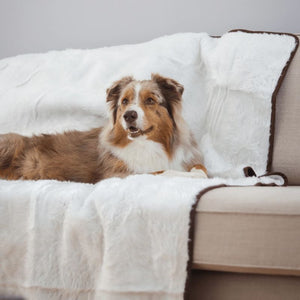 an australian sheppered laying on a cream couch with white dog blanket