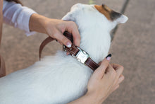 Pro Line Quick-Release Leather Dog Collar with Metal Buckle