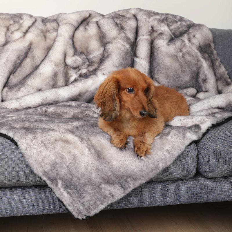 a brown dachshund laying on a grey dog blanket on a grey couch one a white room