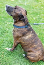 Sport Style Leather Dog Collar