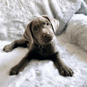 a close up image of a black labrador puppy laying on a white dog blanket with it's head tilted to the left