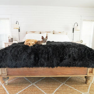 two dogs sharing the bed laying and sitting on a black furry dog blanket on top of the wooden bed with white bedside drawers and lamp