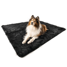 an Australian Shepperd laying on a black furry dog blanket with white background 