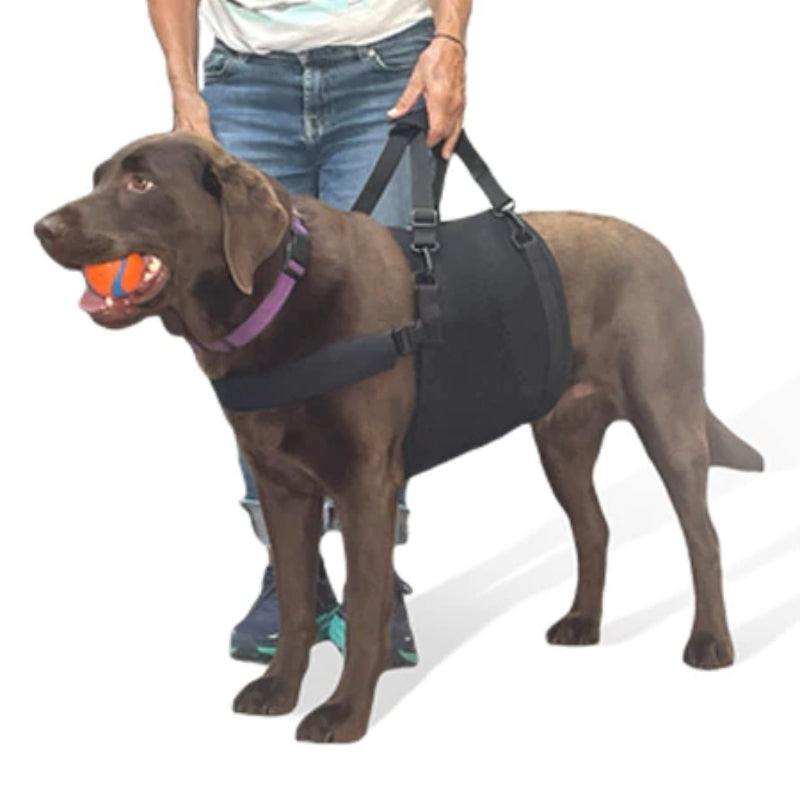 a dog with a ball in his mouth on a belly support harness next to a man holding it