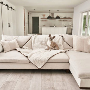 a french bulldog sitting on the couch with a white dog blanket in an all white modern living room with kitchen