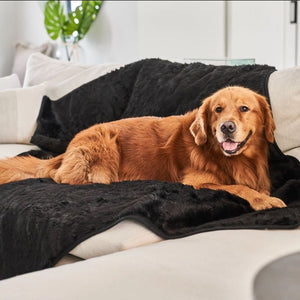 a golden retriever laying on the white couch with black furry dog blanker in an all white room setting