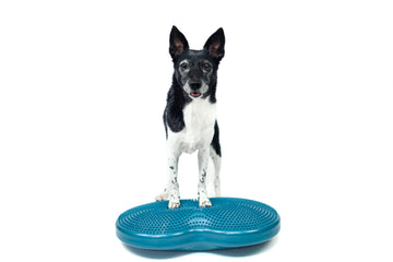 FitPaws, Duo Disc 21" x 13" x 3