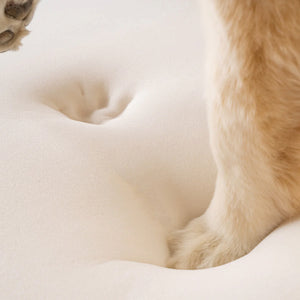 close up image of a puppy's paw prints on a memory foam of a dog bed 