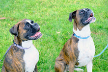 Outdoor Style Nylon Dog Leash