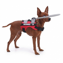 Blind Dog Halo Harness – Lightweight Anti-Collision Bumper for Visually Impaired Dogs