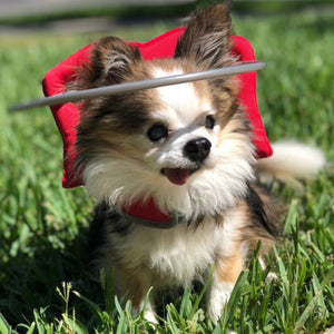 A blind Pomeranian wearing a red dog halo sitting on the grass outdoor