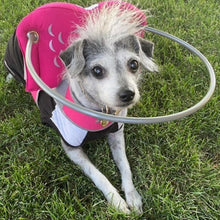 a tiny blind dog wearing a pink blind dog halo sitting on the grass