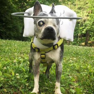 A picture of a blind french bulldog wearing a white halo dog guide outdoors walking in a grass in the woods