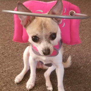 a tiny chihuahua sitting on the floor wearing a pink blind dog halo