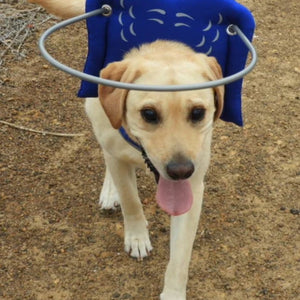 a labrador retriever walking on the ground wearing a blue blind dog halo 