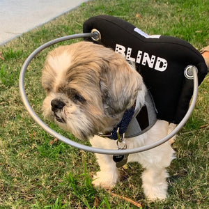 a blind shitzu walking on the grass wearing a black blind dog halo
